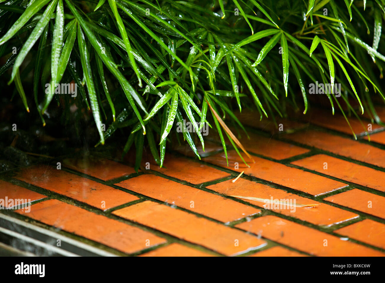 Le palme sotto la pioggia, in piastrelle di colore arancione Foto Stock