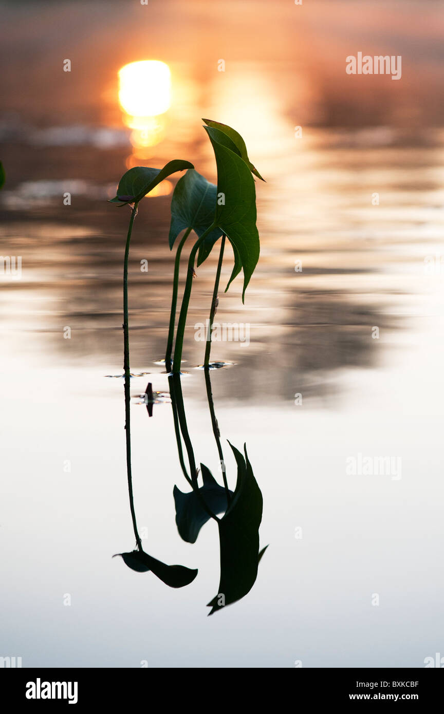 Sagittaria latifolia, latifoglie arrowhead silhouette vegetale in una nebbiosa lago in India campagna di sunrise. Andhra Pradesh, India Foto Stock