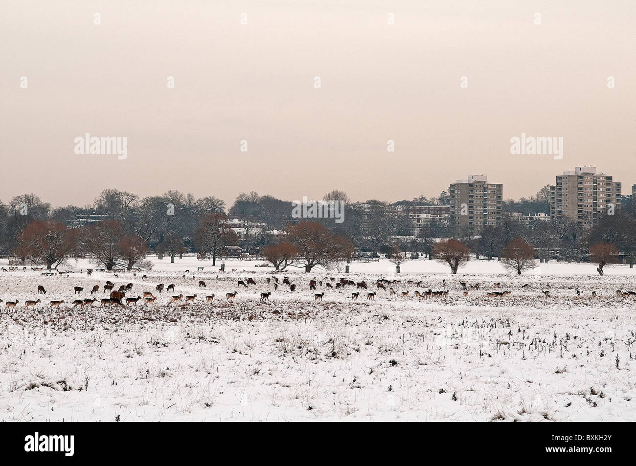 Il Parco di Richmond, Surrey, Inghilterra, Regno Unito. Cervi in inverno la neve Foto Stock