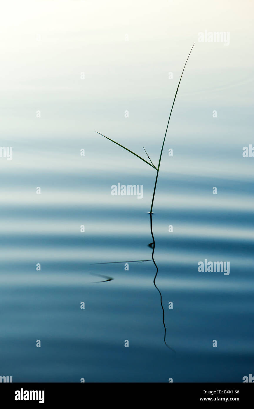 Silhouette gambo di erba che riflette in una piscina che ondeggia all'alba in India Foto Stock
