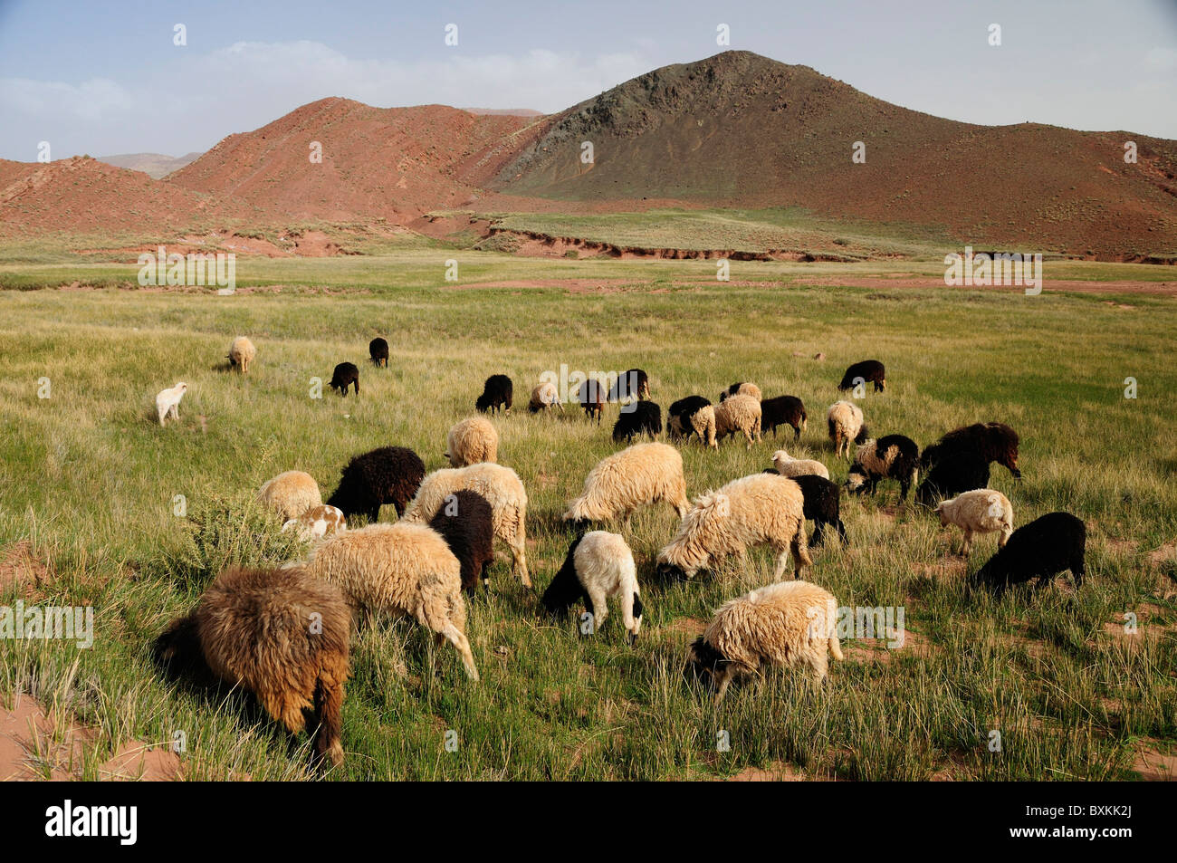 Sheep & viste della campagna, nr Telouet, Valle di Ounila Foto Stock