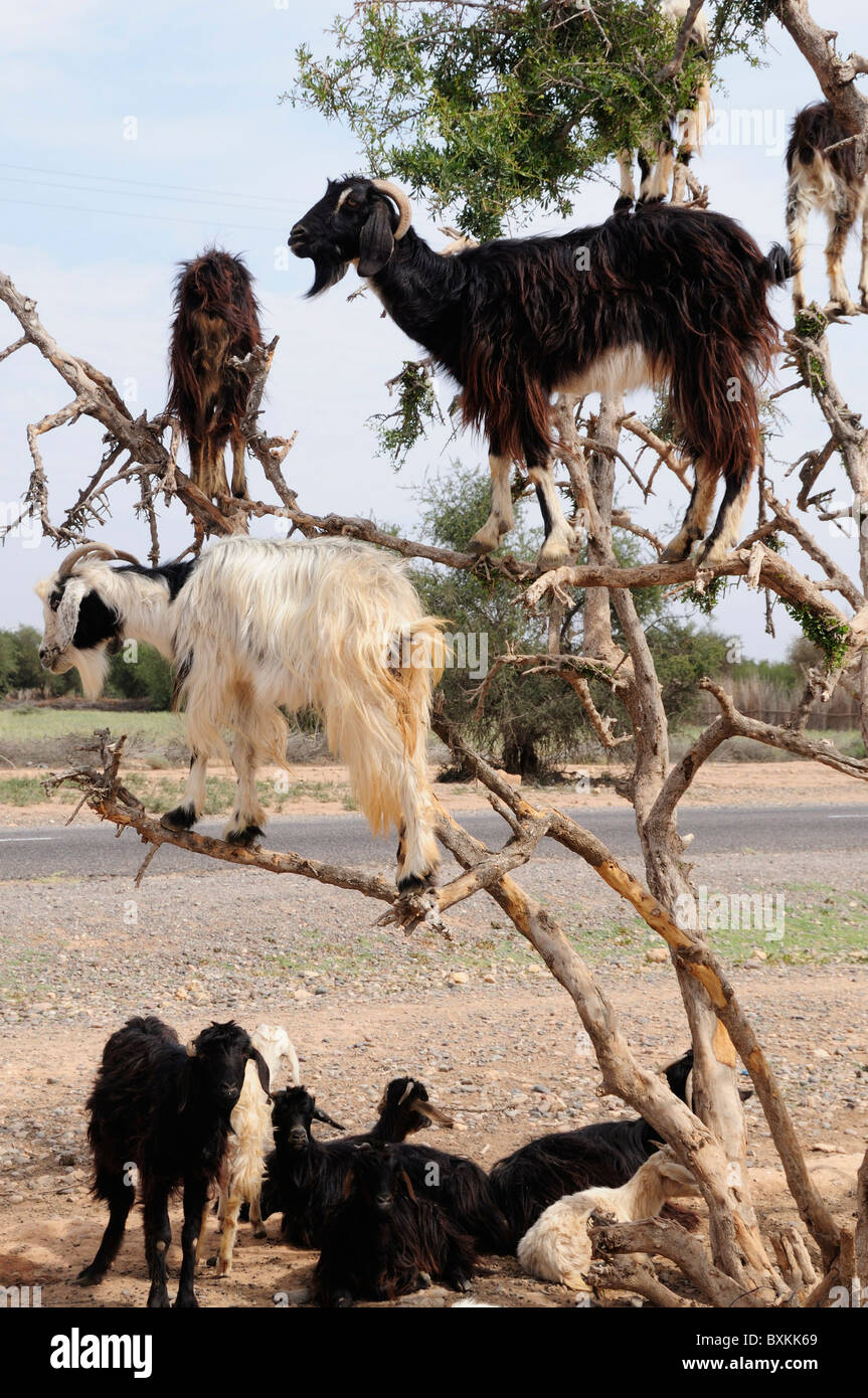 Capre nella struttura ad albero di Argan, Sous Plain Foto Stock