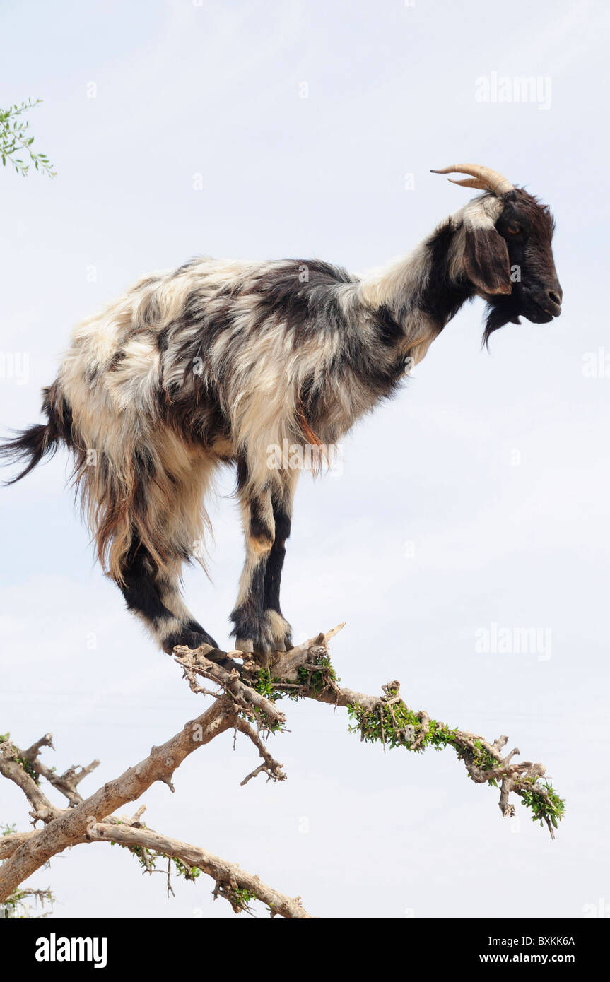 Capra nella struttura ad albero di Argan, Sous Plain Foto Stock
