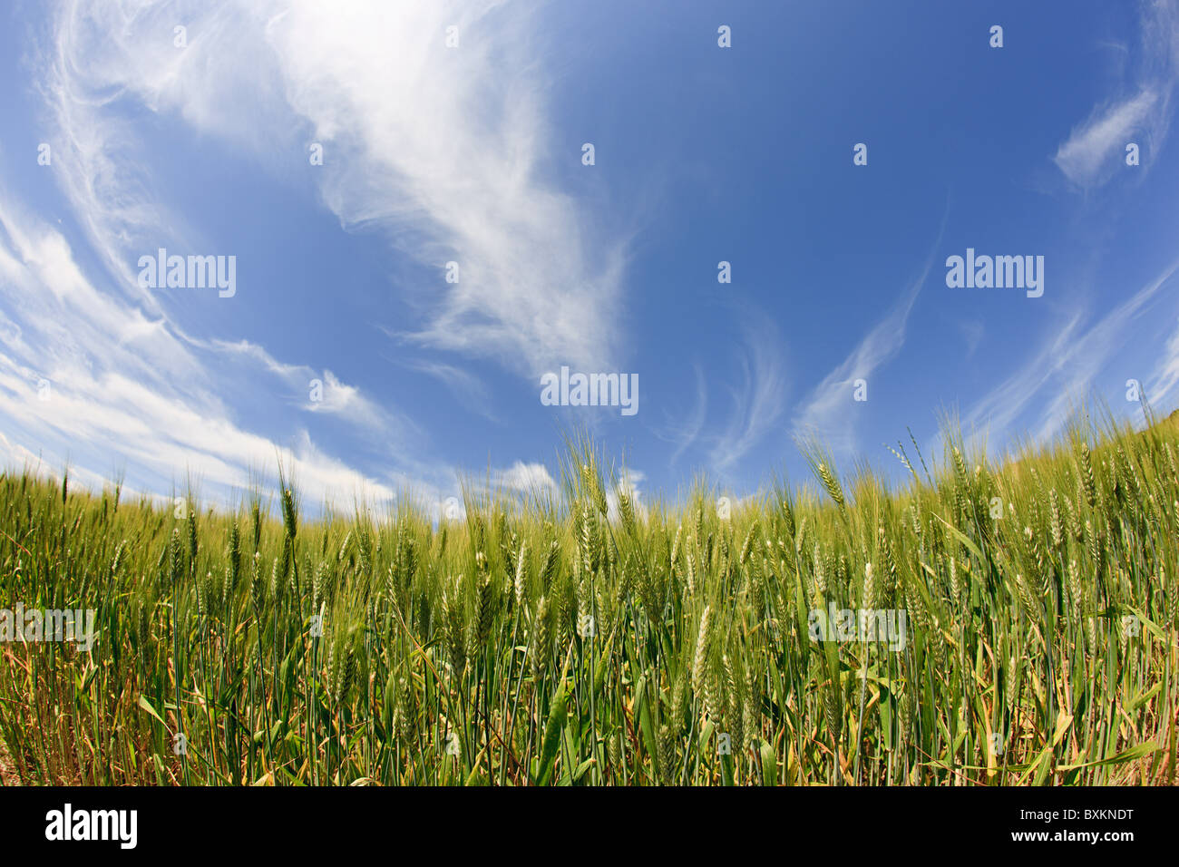 Campo di grano vicino a Siena, Italia Foto Stock