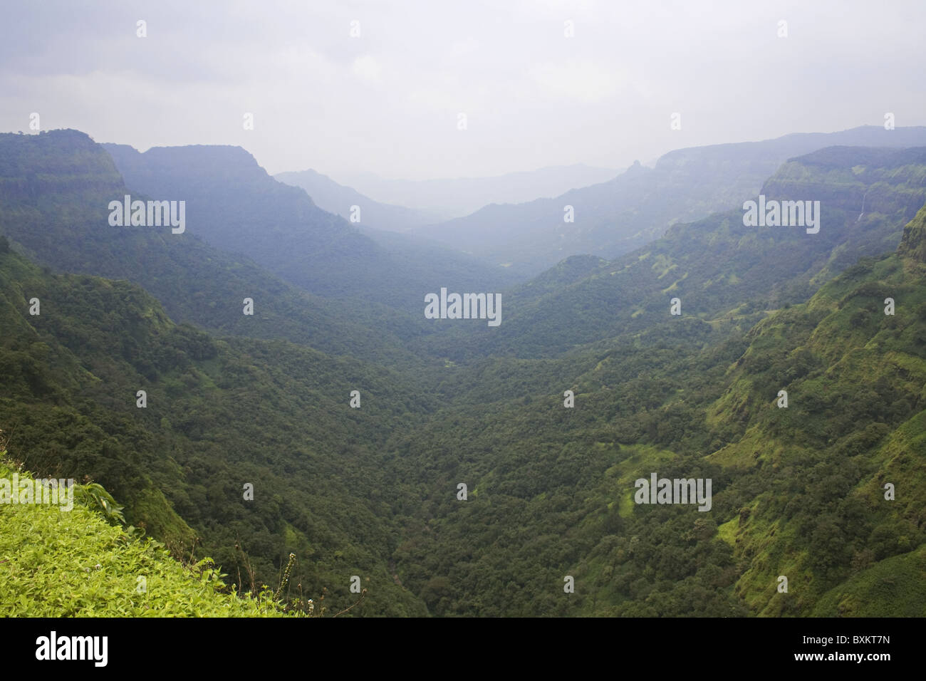 Habitat a Amboli in i Ghati Occidentali Foto Stock