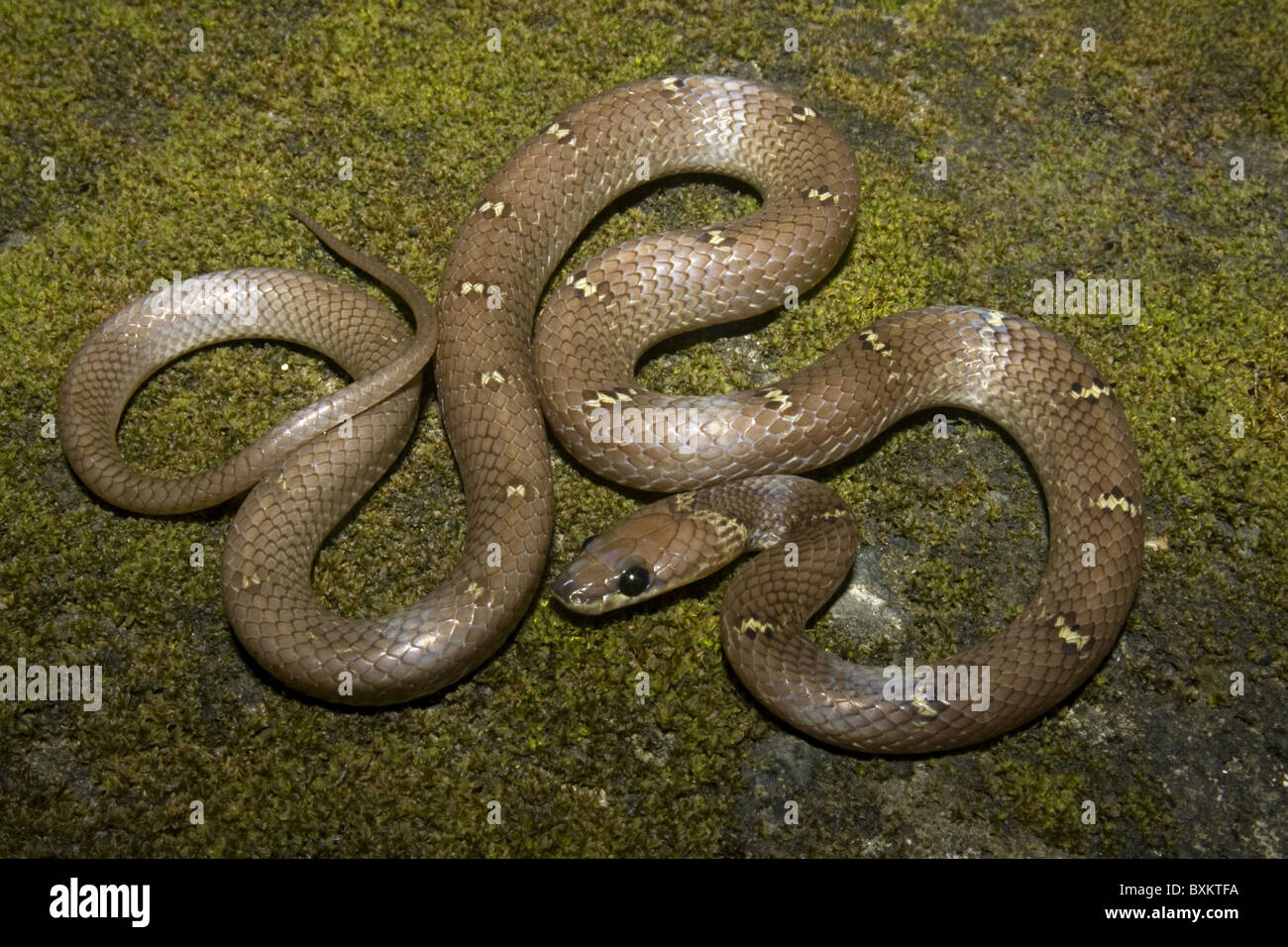 Lupo COMUNE SNAKE Lycodon aulicus, Non velenosa, comune. Lupo indiano Snake Foto Stock