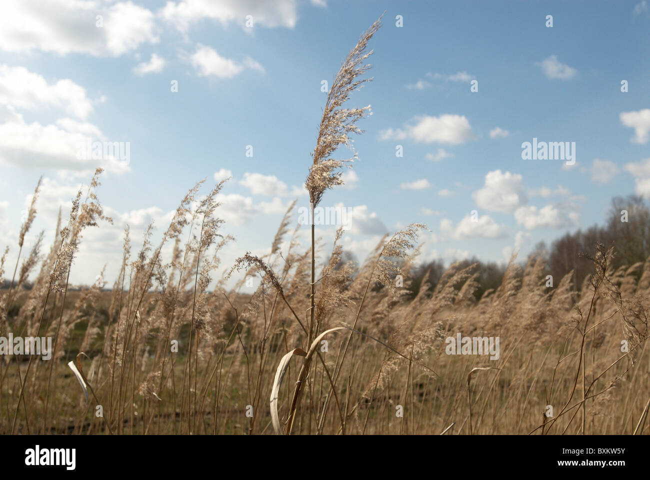 Palude di erba a una riserva naturale Regno Unito Foto Stock