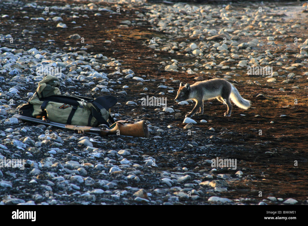 Arctic Fox (Alopex lagopus) spunto per lo zaino e a doppia canna pistola, Spitsbergen Foto Stock