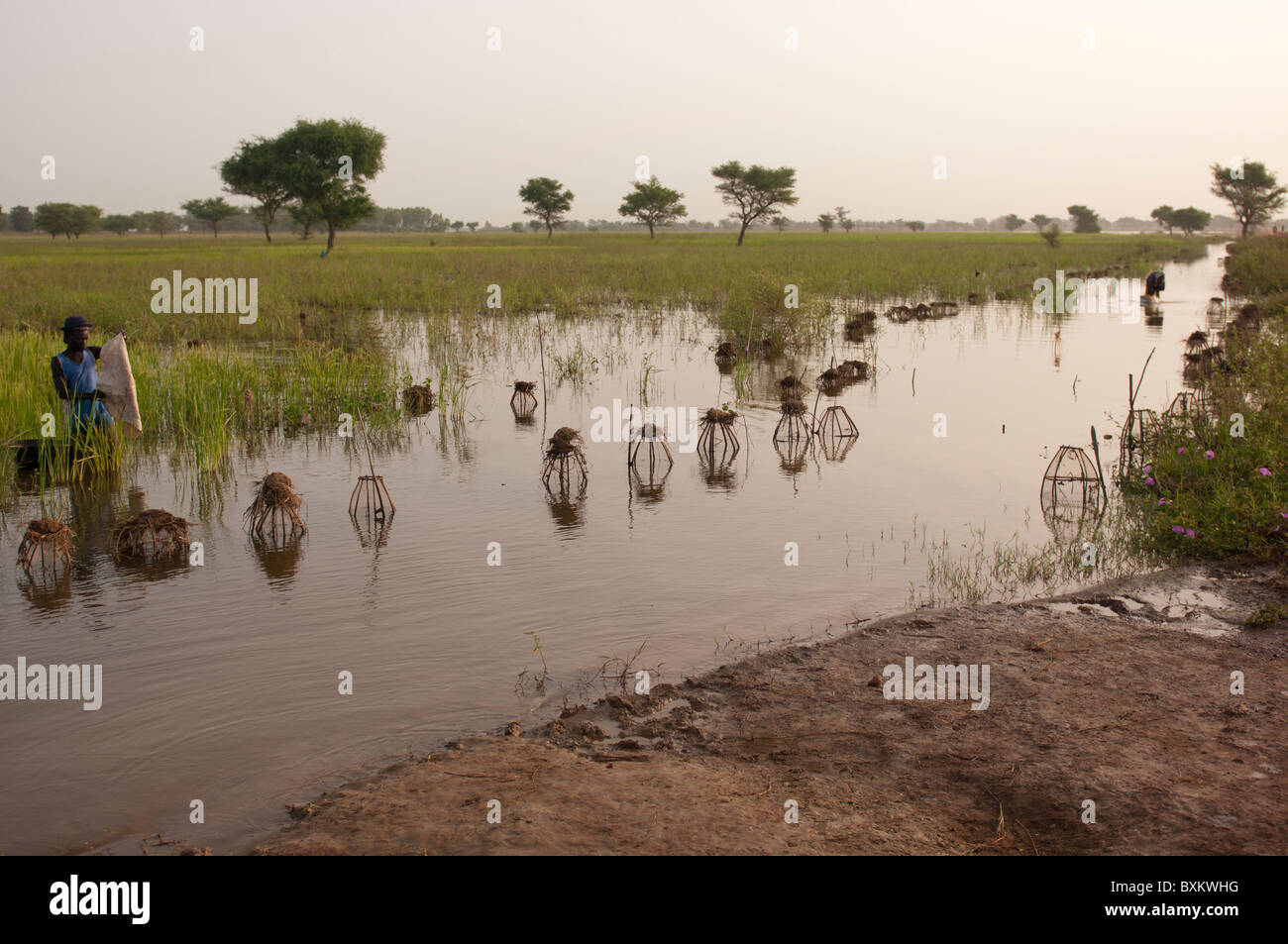 Bozo gli abitanti di un villaggio di cattura con trappole in campi allagati del 'Niger Inland Delta" vicino a Djenné, Mali. Foto Stock