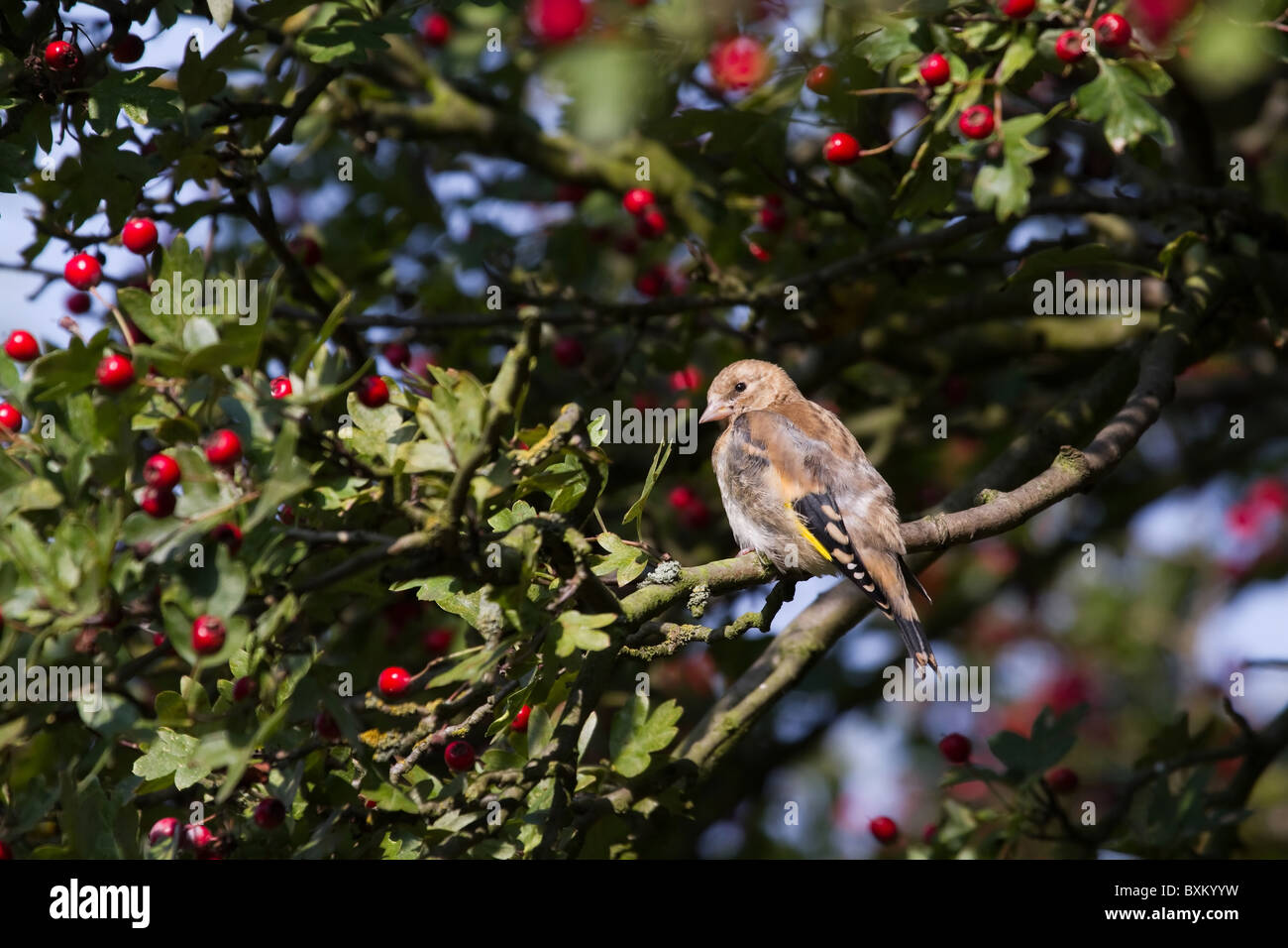 Cardellino (cadruelis carduelis) capretti appollaiato su un ramo Foto Stock