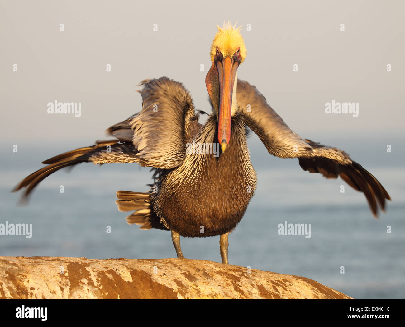 Un pellicano bruno agitando. Foto Stock