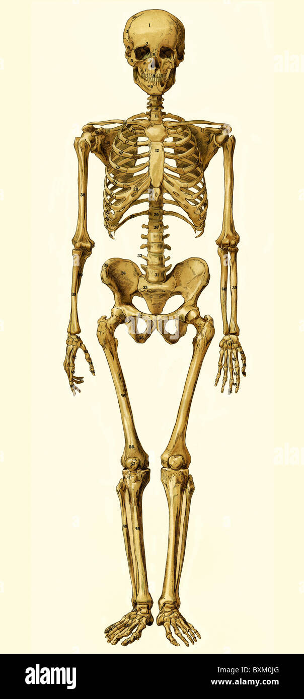 Medicina, anatomia, scheletro umano, illustrazione medica per l