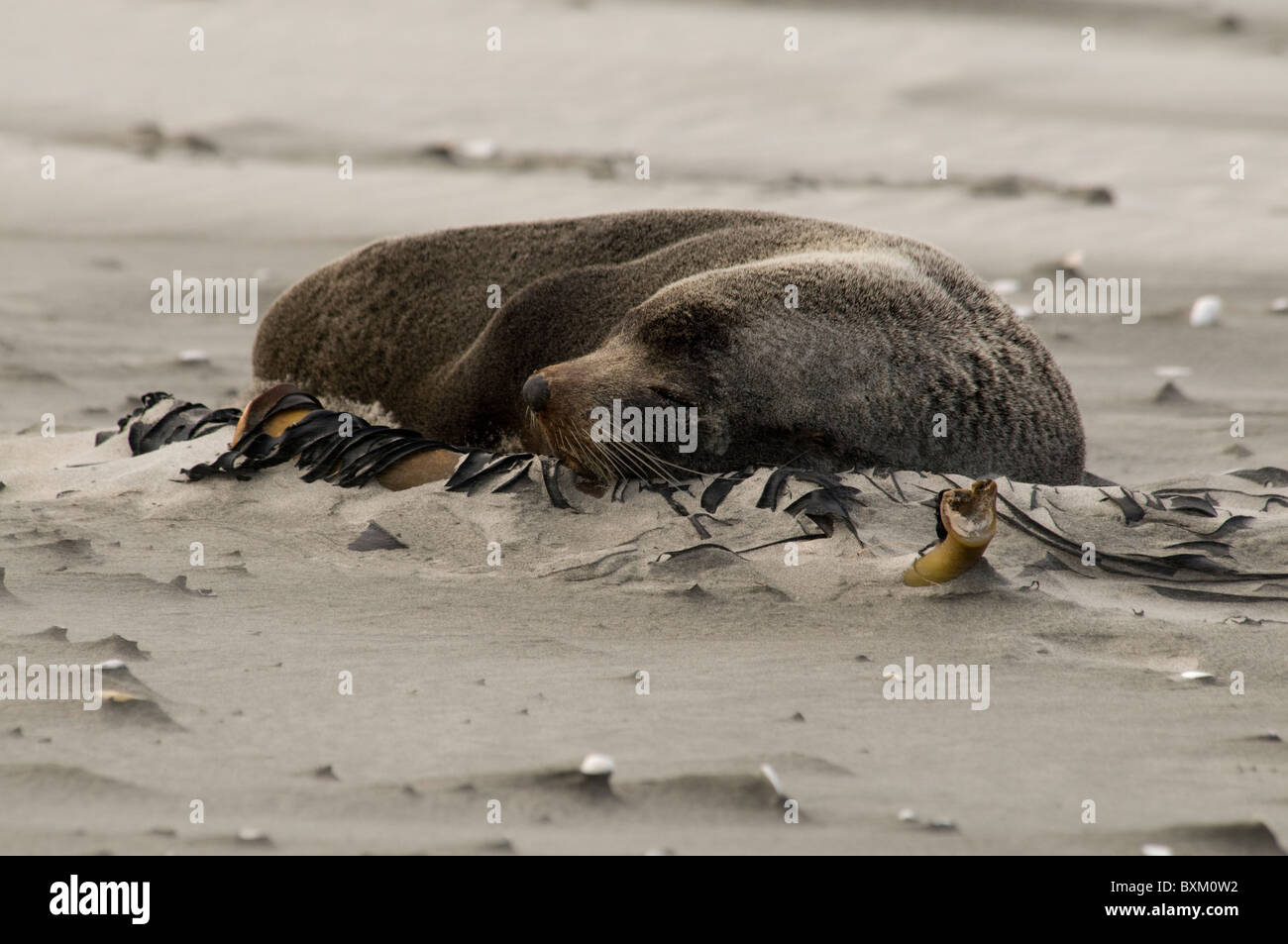 Neuseeländischer Seebär, Australasian pelliccia sigillo Foto Stock