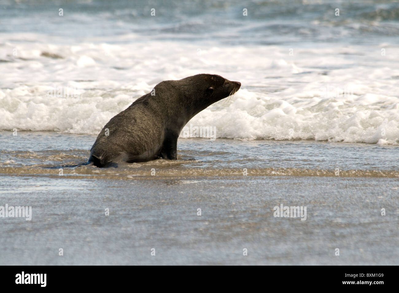 Neuseeländischer Seebär, Australasian pelliccia sigillo Foto Stock