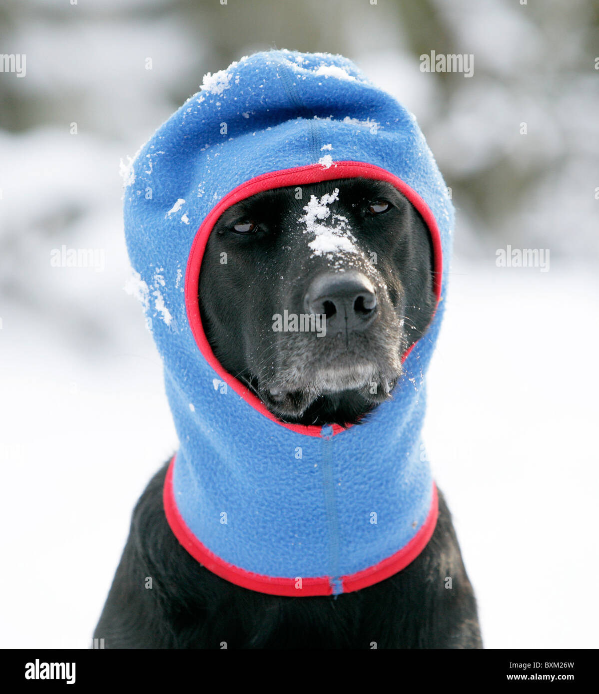Cane domestico indossa passamontagna per mantenere in caldo nella neve in inverno Foto Stock