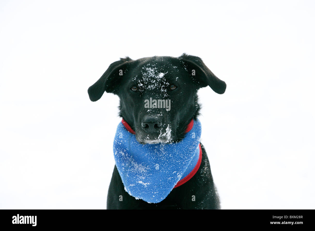 Cane domestico indossa uno snood per mantenere in caldo nella neve in inverno Foto Stock