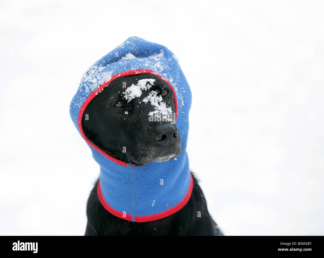 Cane domestico indossa passamontagna per mantenere in caldo nella neve in  inverno Foto stock - Alamy