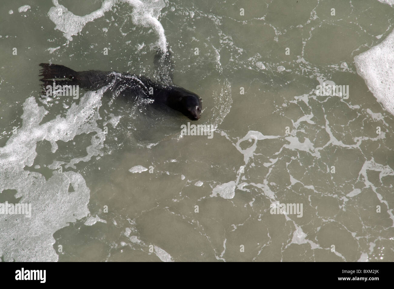 Neuseeländischer Seebär, Australasian pelliccia sigillo Foto Stock