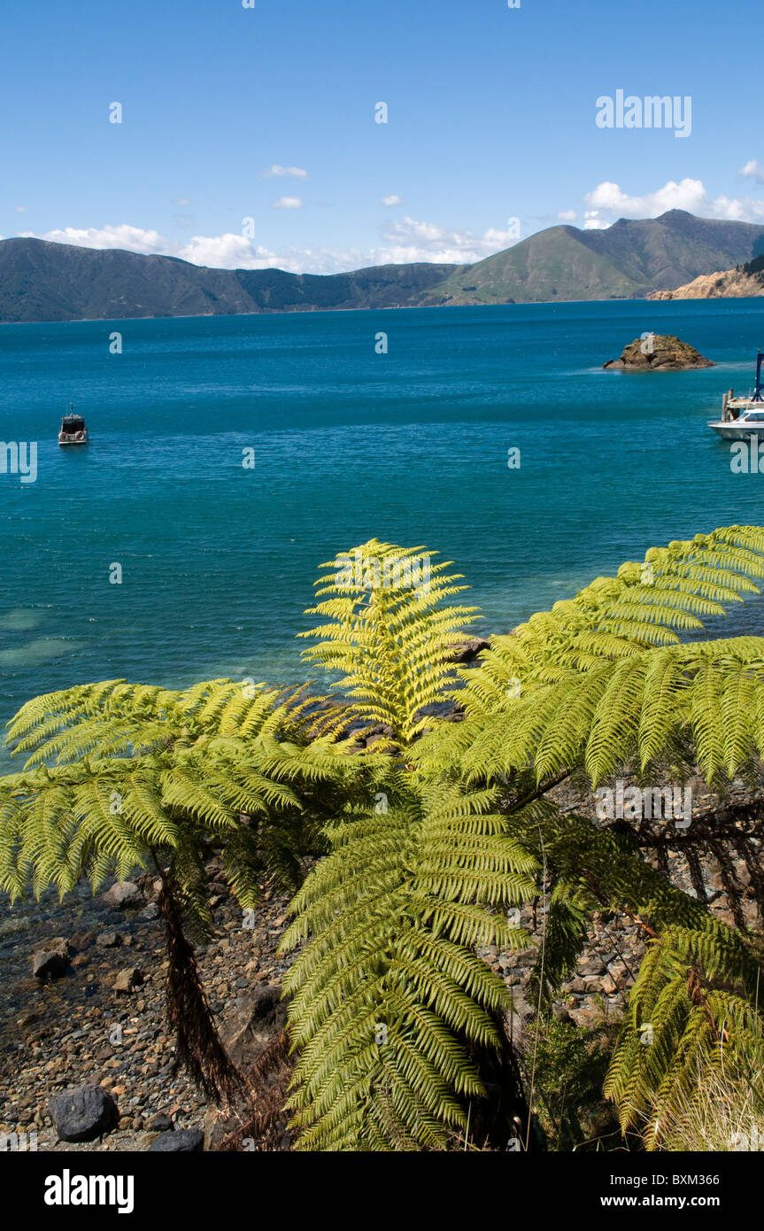 Tree fern su d'Urville isola nella parte anteriore del canale tra d'Urville Isola e Pass francese Foto Stock