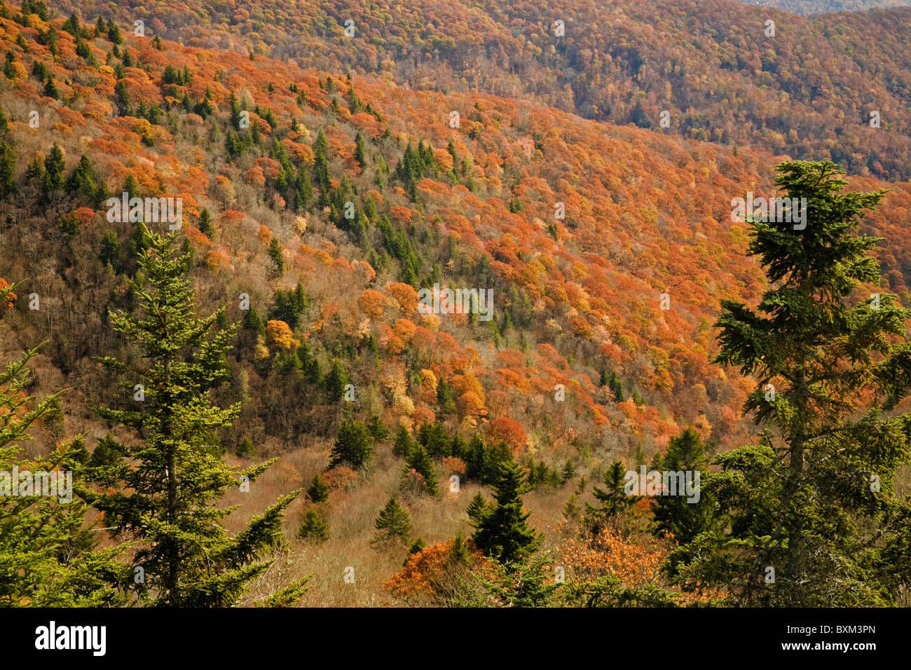 In autunno, Blue Ridge Parkway, NC Foto Stock