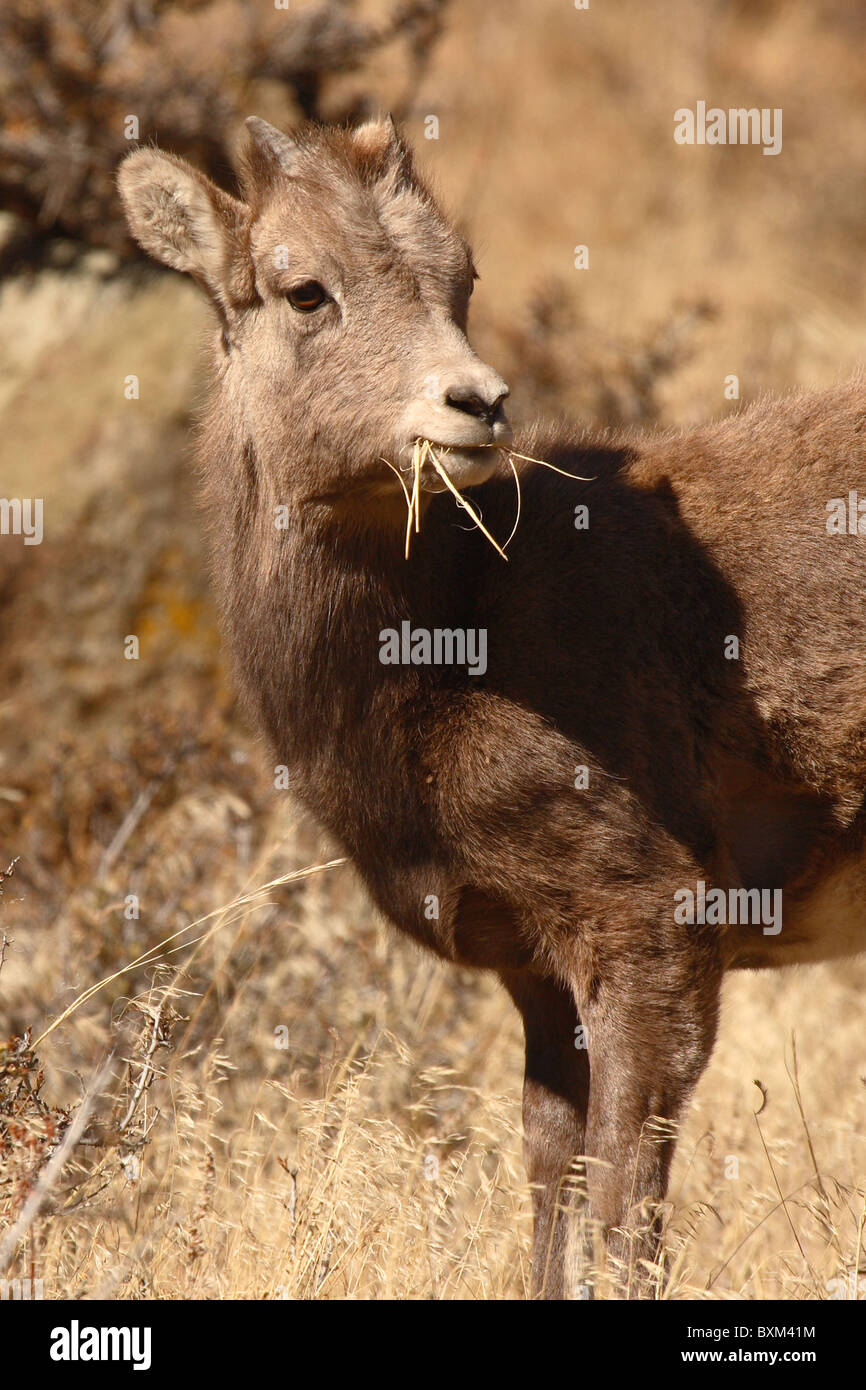 Un Bighorn kid con un boccone. Foto Stock