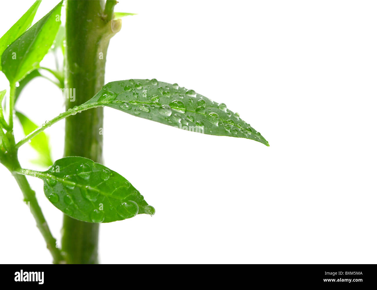 Pianta verde dettaglio isolato su sfondo bianco Foto Stock