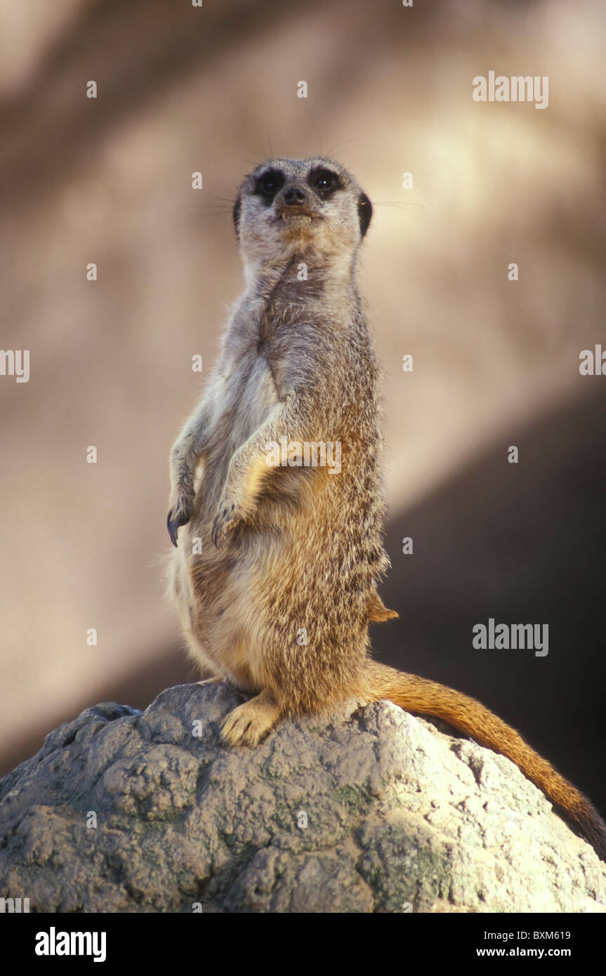 Meerkat Foto Stock