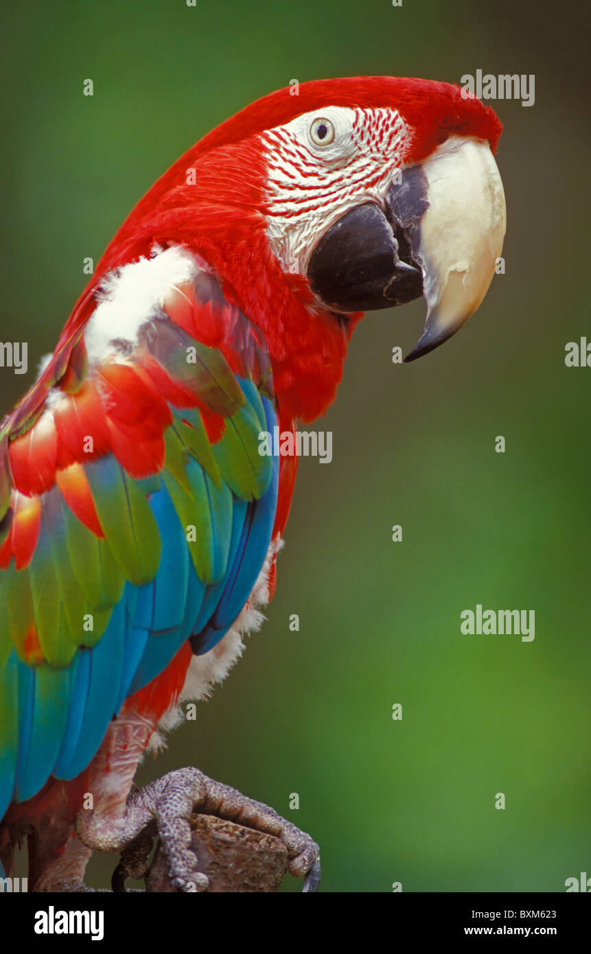 Ara scarlatta Foto Stock