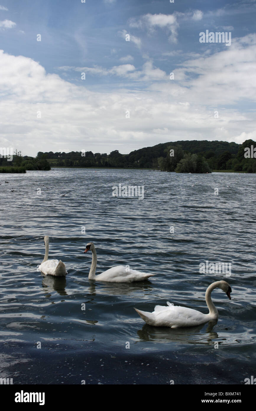 Cigni a Carlingwark Loch vicino a Castle Douglas Galloway Foto Stock