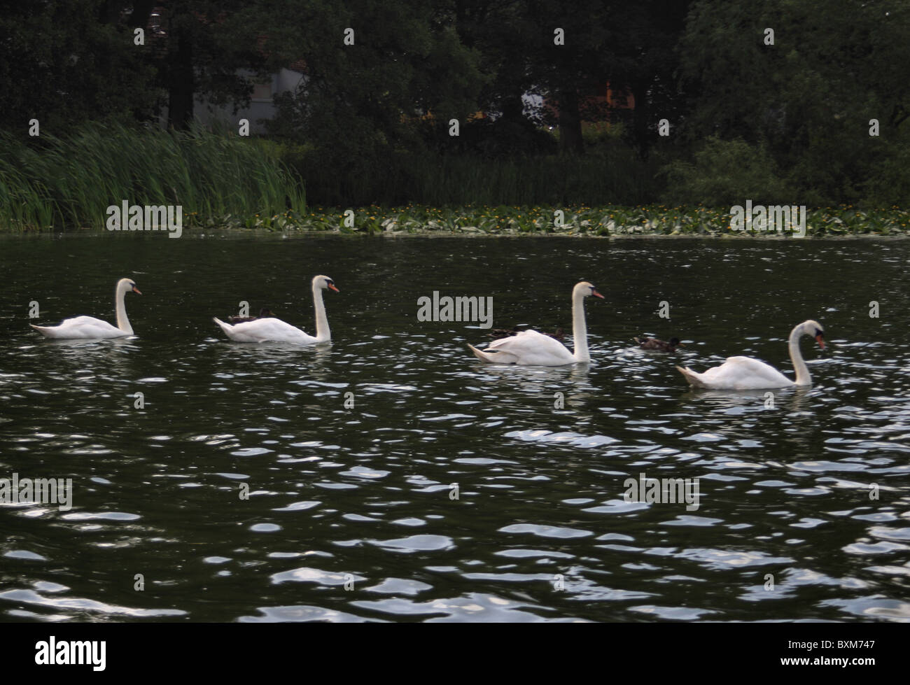 Cigni a Carlingwark Loch vicino a Castle Douglas Galloway Foto Stock