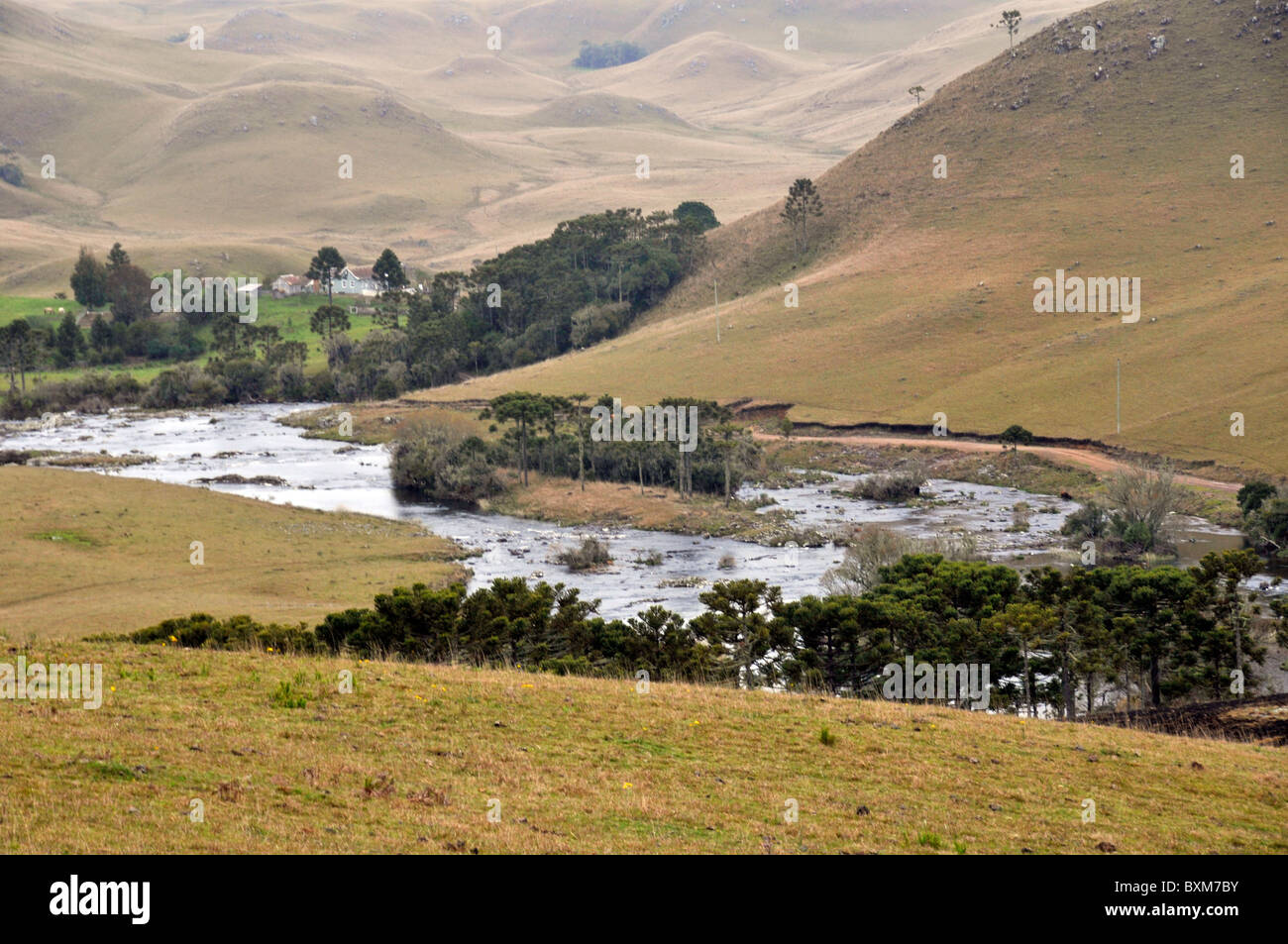 Pocket di vegetazione vicino torrente in valle, Santa Catarina, Brasile Foto Stock