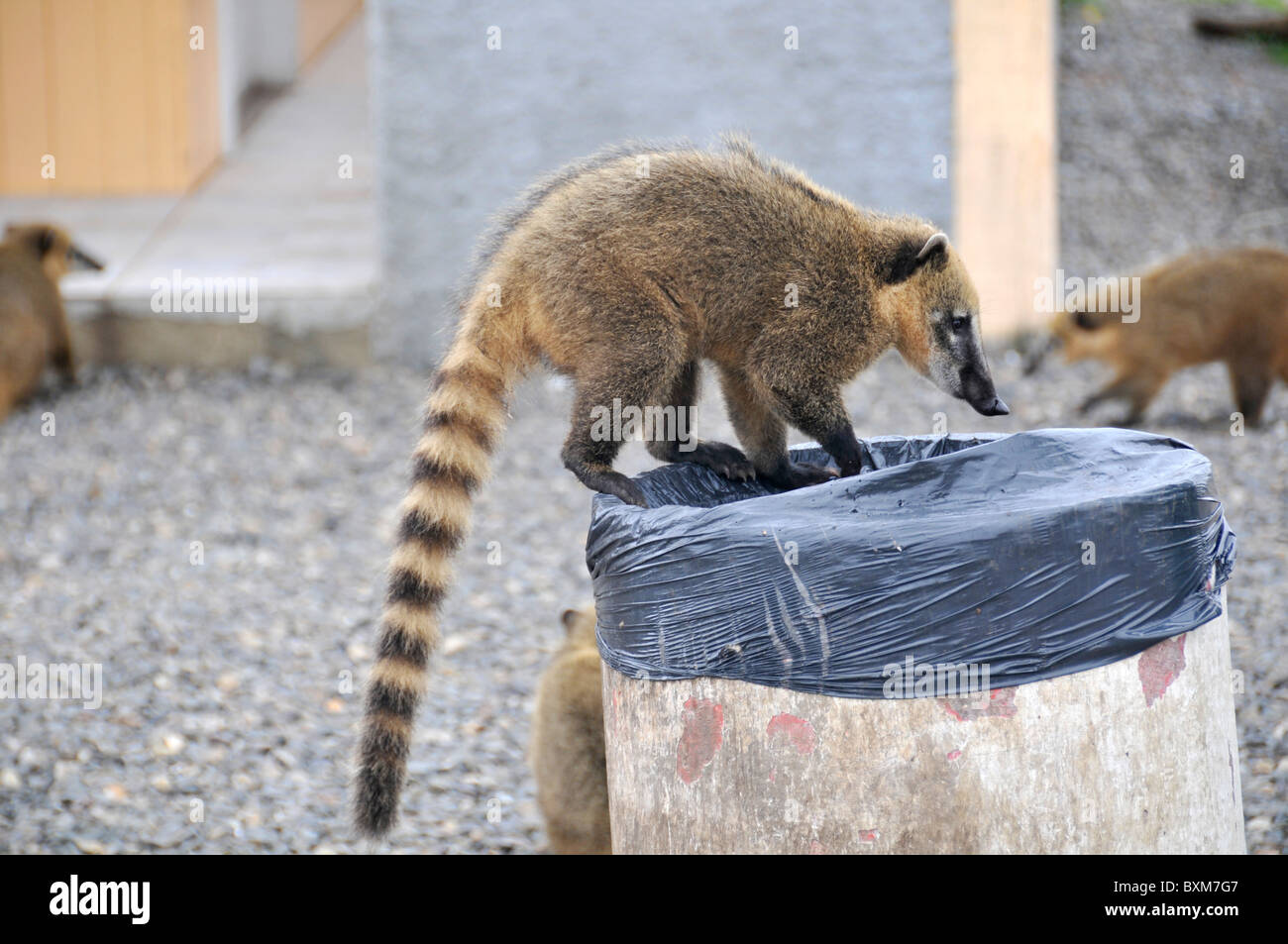 Wild coatis, Nasua nasua, sono attratti dal cestino umana e lo sviluppo lungo le strade, Santa Catarina, Brasile Foto Stock