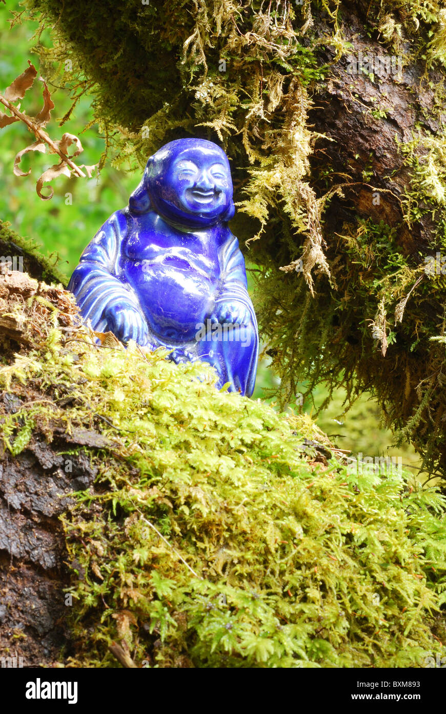 Porcellana blu statua del Buddha annidato in mossy rami di alberi Foto Stock