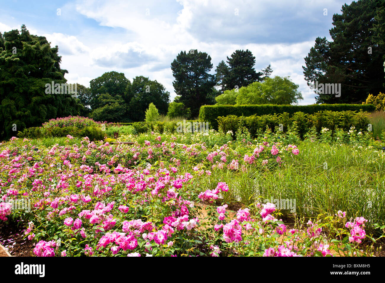 Il Giardino delle Rose aperto nel 2010 in Savill Garden, parte del paesaggio reale UK. Brillant Pink Iceberg rosa in primo piano. Foto Stock