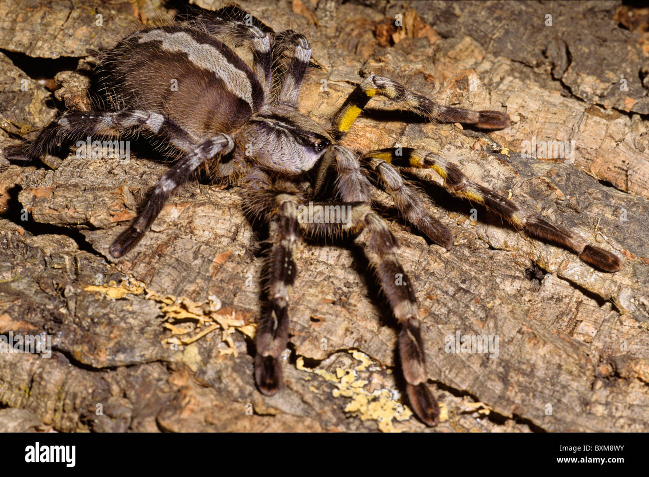 Indiano ragno ornamentali, Poecilotheria regalis Foto Stock