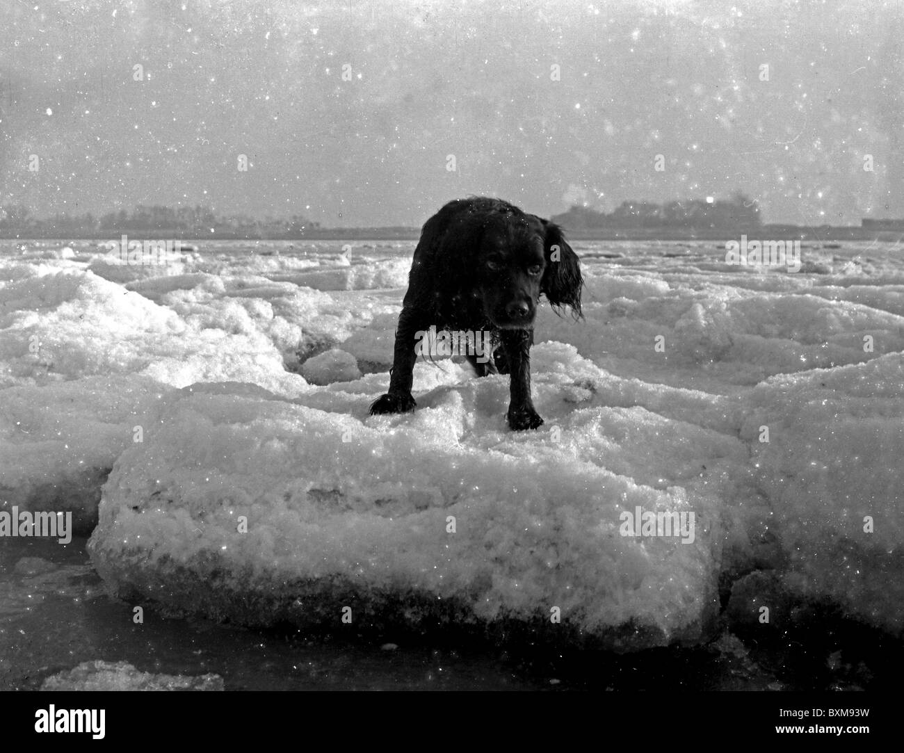 IL GRANDE CONGELAMENTO. Inverno del 1962-63 a Cleethorpes, Humber estuario., Regno Unito. Il mare si è congelato. Il ghiaccio gallica diciotto pollici spesso. Cane su ghiaccio galleggianti. Foto Stock