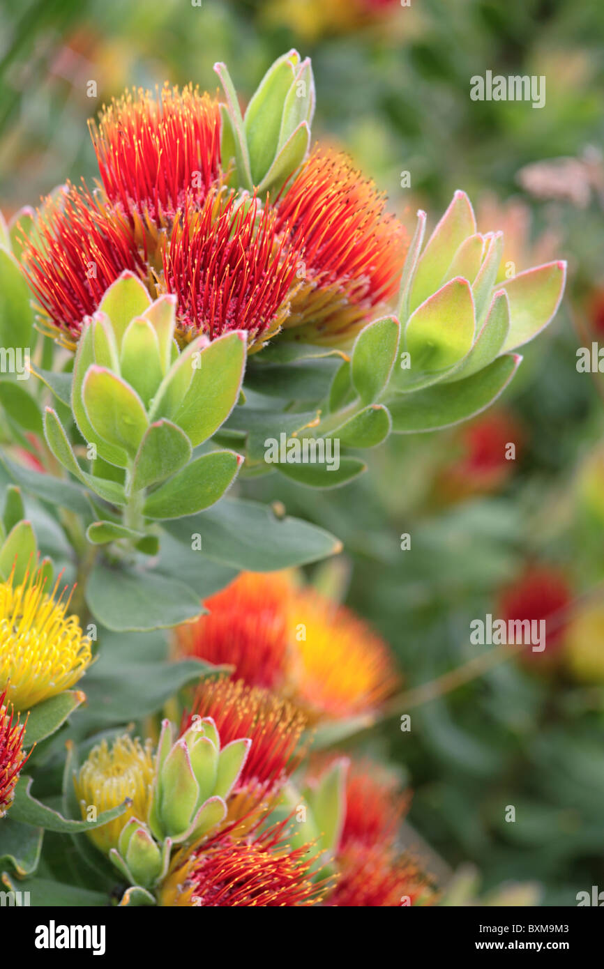 Leucospermum oleifolium Pincushion tufted Foto Stock