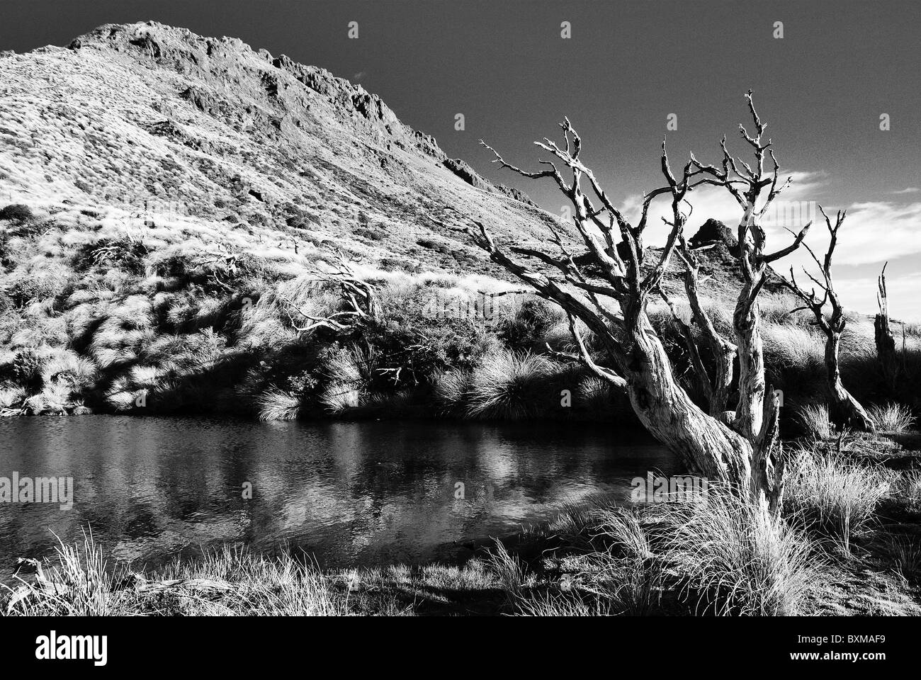 Albero morto e tussock grass sulla sommità del monte Hikurangi,East Cape,Nuova Zelanda Foto Stock