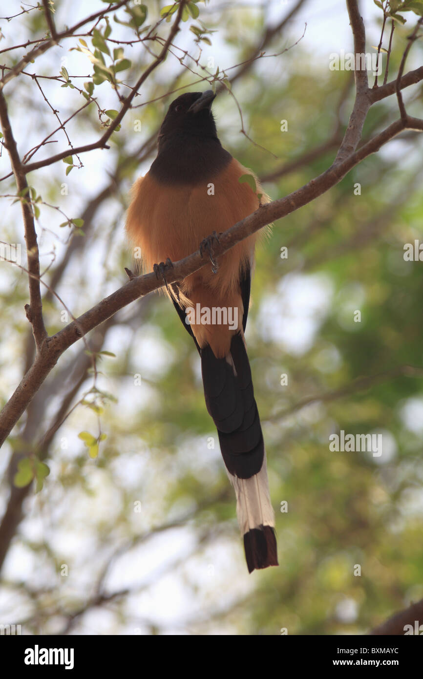 Albero indiano torta (Dendrocitta Vagabunda), Ranthambhore National Park, Rajasthan, India, Asia Foto Stock