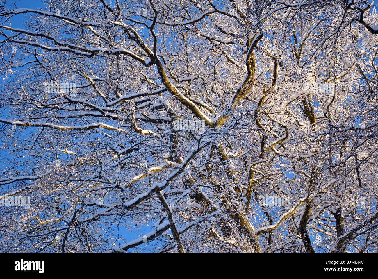 Texture di sfondo alberi Foto Stock