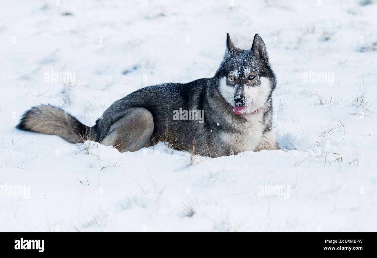 HUSKY giacente nella neve e leccare la neve fuori del naso. Foto Stock