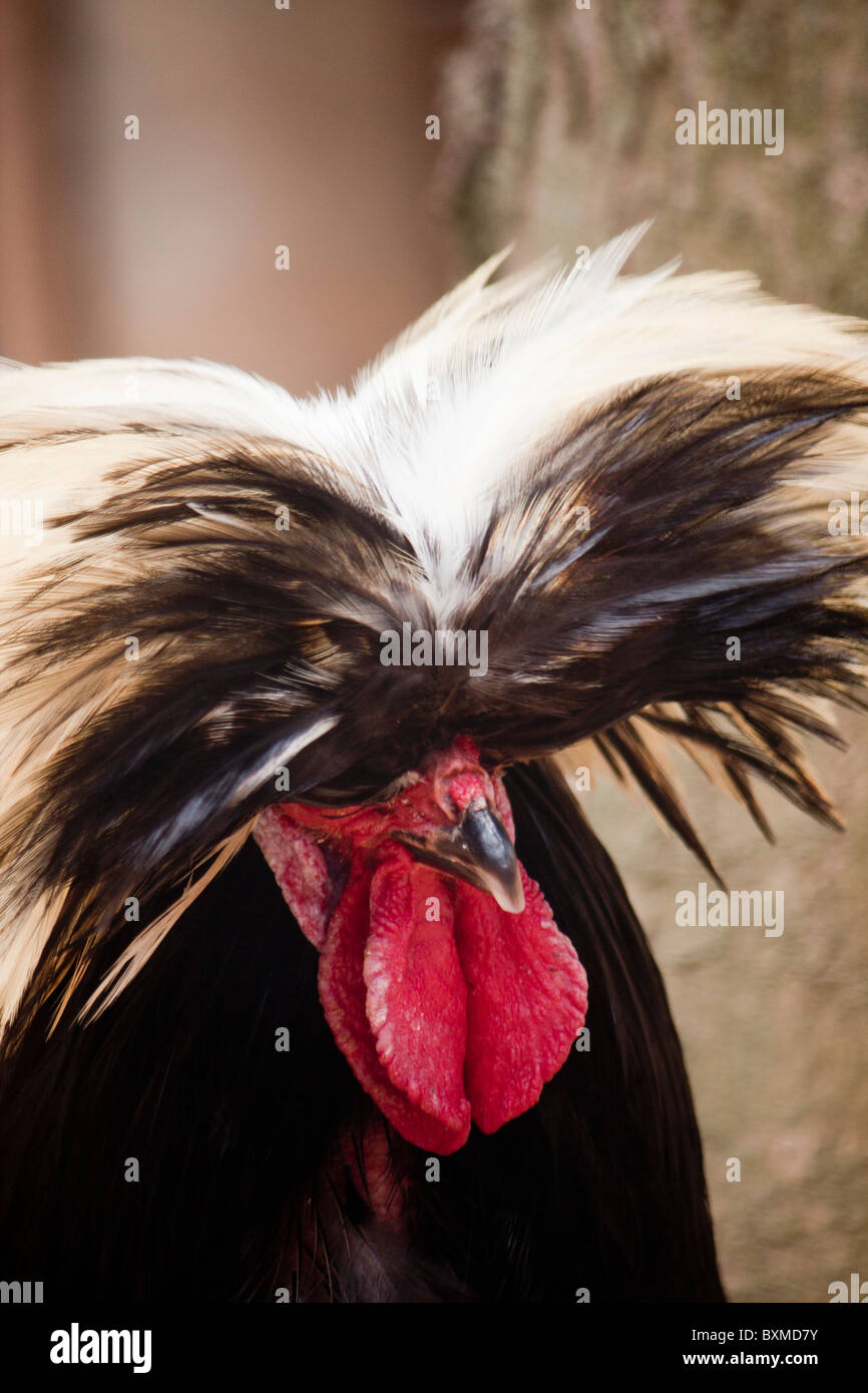 Vista ravvicinata della testa di un Polish Frizzle razza di pollo. Foto Stock