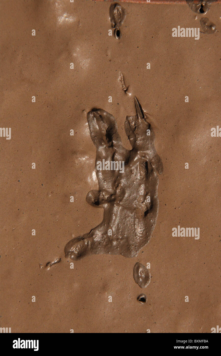 Un gufo via nel fango. Foto Stock