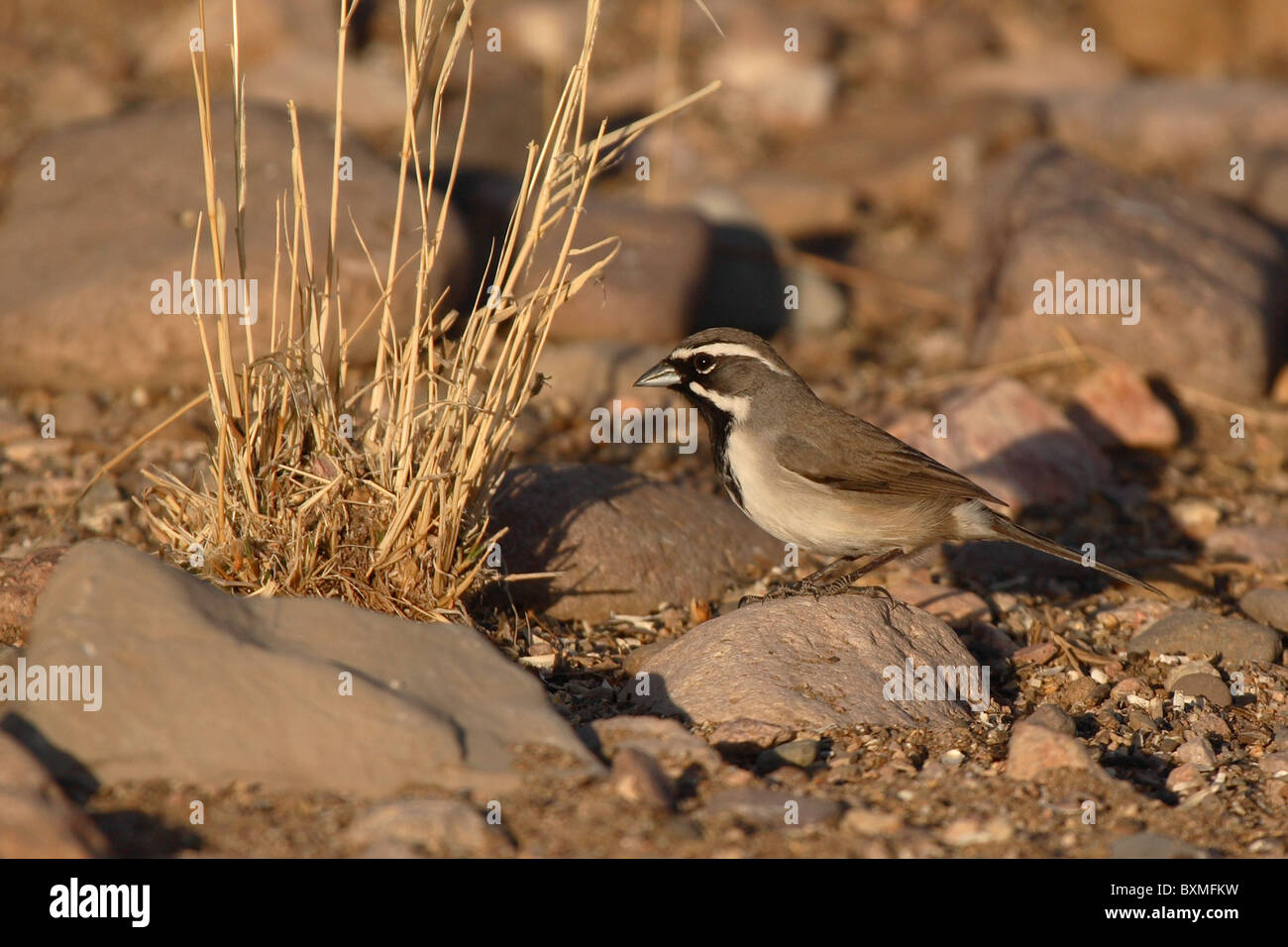 Un Black-throated Sparrow alimentazione nella terra di roccia e erba. Foto Stock