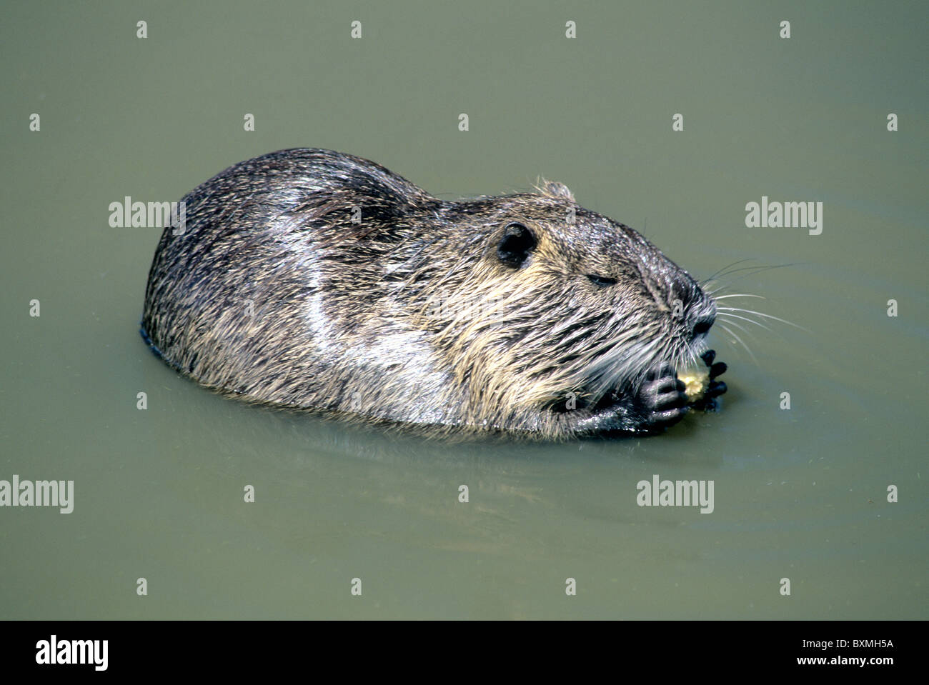 Alimentazione di nutria Foto Stock