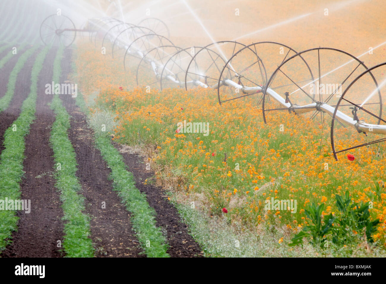 Stati Uniti d'America; Oregon; Silverton; campo di Siberian Violaciocca; irrigazione Foto Stock