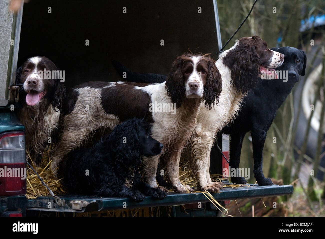 Springer Spaniel, Labrador, Cocker Spaniel nel retro del veicolo su di una giornata di riprese Foto Stock