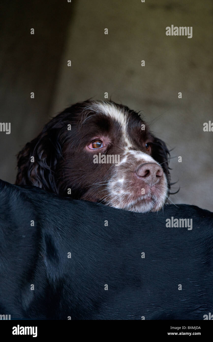 Springer Spaniel, Labrador, Cocker Spaniel nel retro del veicolo su di una giornata di riprese Foto Stock