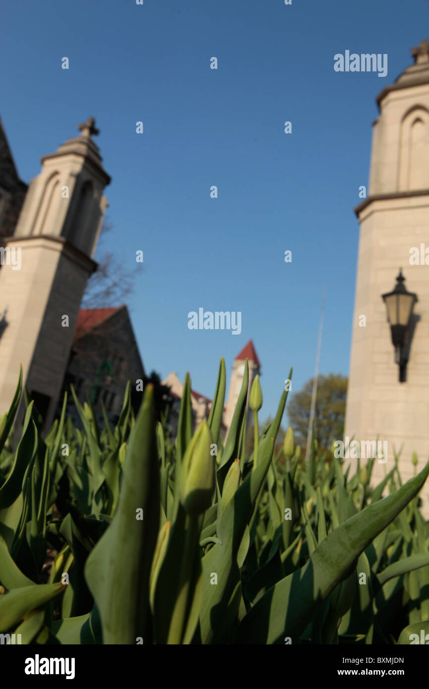 Ui Campus Indiana University a basso angolo cancelli di campioni di piante fiorite giunchiglie molla verde giardino kirkwood avenue bloomington Foto Stock