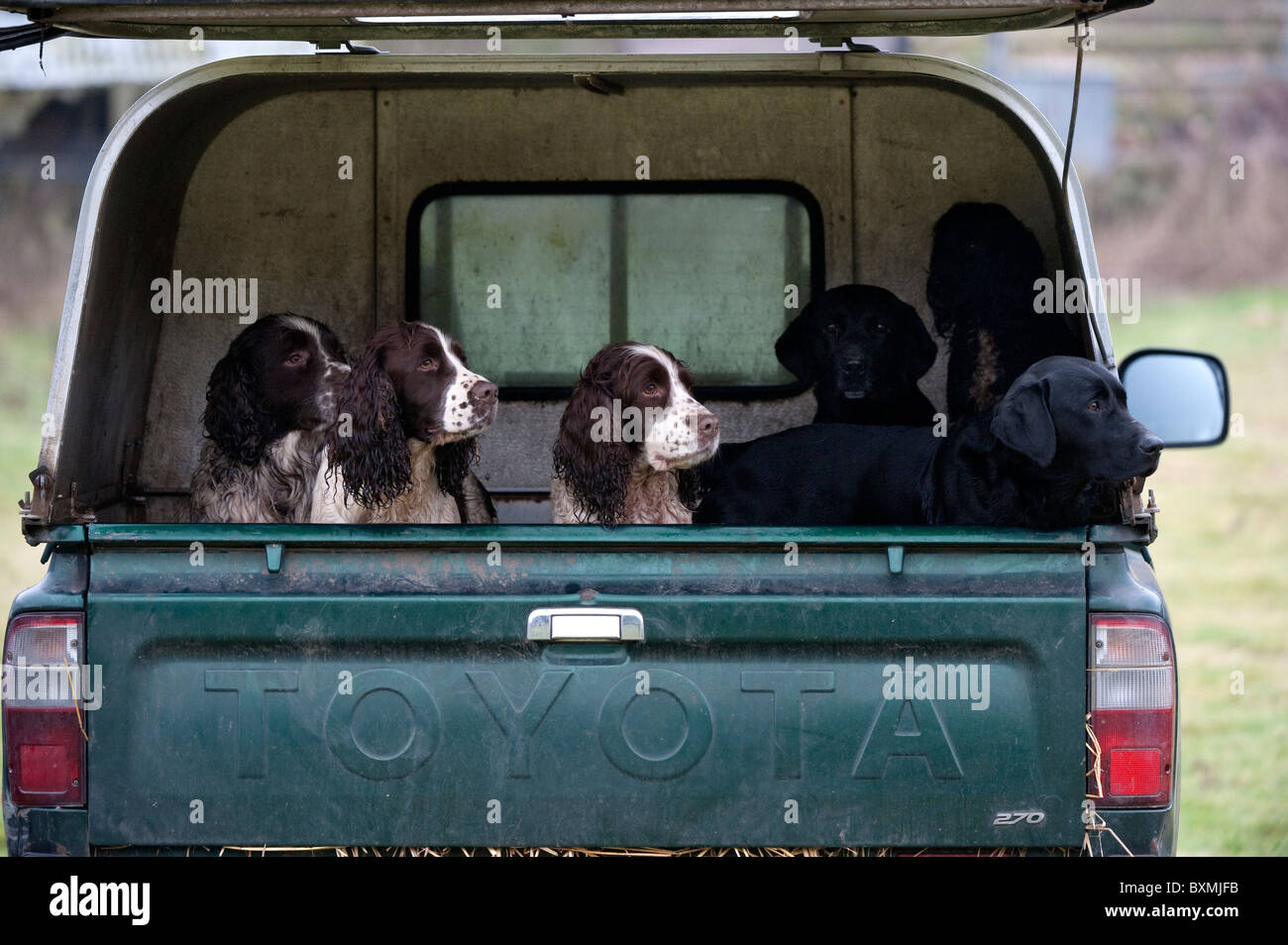 Springer Spaniel, Labrador, Cocker Spaniel nel retro del veicolo su di una giornata di riprese Foto Stock